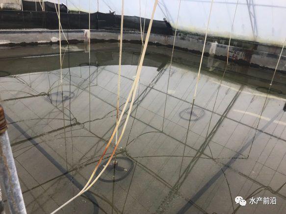 出蝦27斤/立方，連續(xù)三造成功后，工廠化養(yǎng)蝦在他看來并不難！